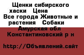 Щенки сибирского хаски › Цена ­ 12 000 - Все города Животные и растения » Собаки   . Амурская обл.,Константиновский р-н